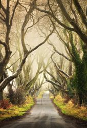 Northern-Ireland-Top-Dark Hedges